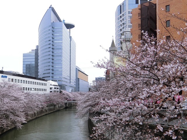 目黒川の桜