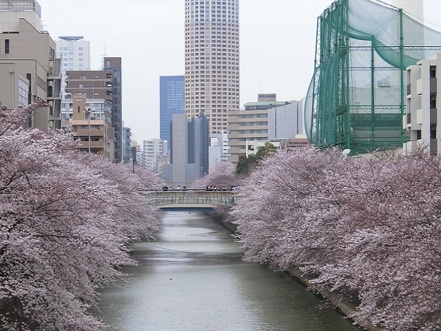 目黒川の桜並木